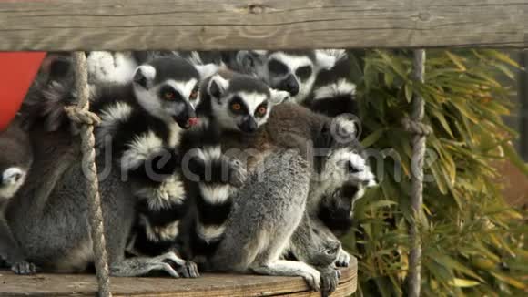 哺乳动物Lemur视频的预览图