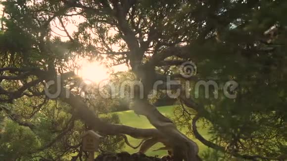 日本日落时的盆景树镜头耀斑视频的预览图