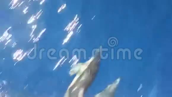 海豚在波浪中游泳视频的预览图