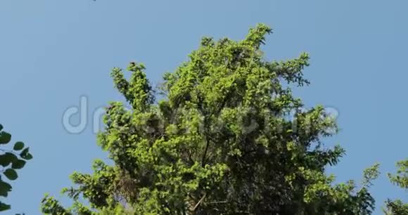 松树顶在风中视频的预览图