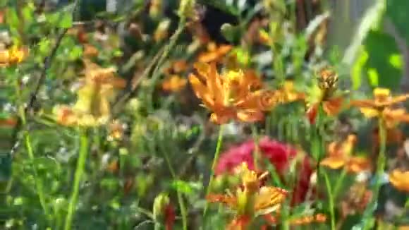 花园里的黄花视频的预览图