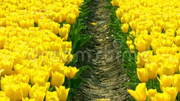 田野上的黄色郁金香视频的预览图