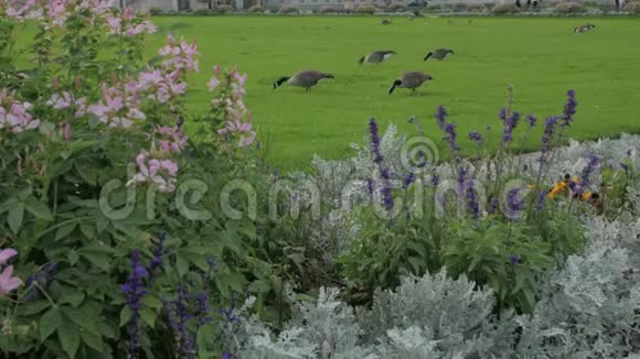 草地上的鹅视频的预览图