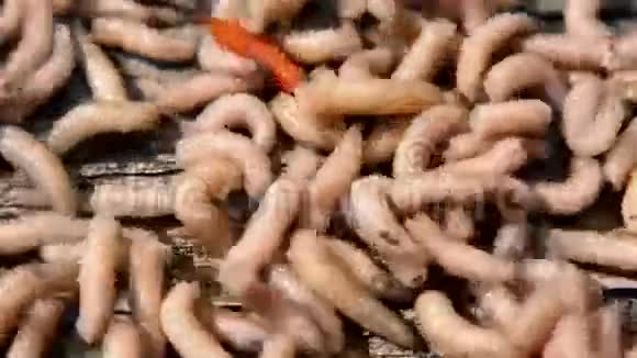 蠕虫视频的预览图