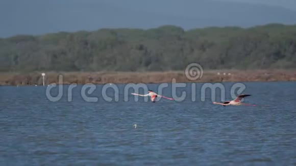 火烈鸟到达湖边视频的预览图