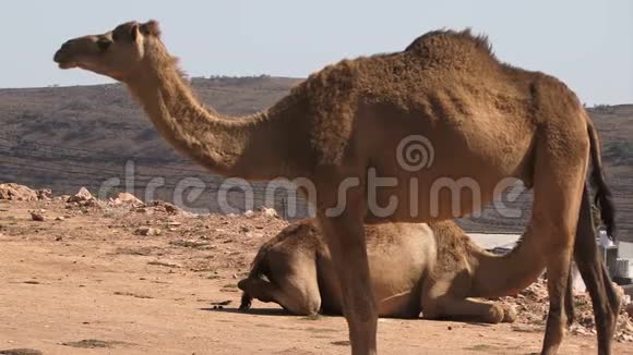 萨拉拉阿曼骆驼休息一人站立视频的预览图