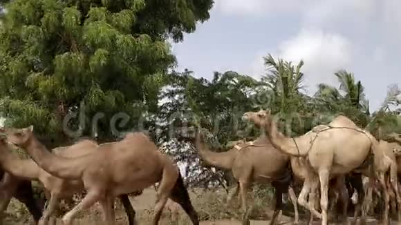 卡奇的骆驼视频视频的预览图