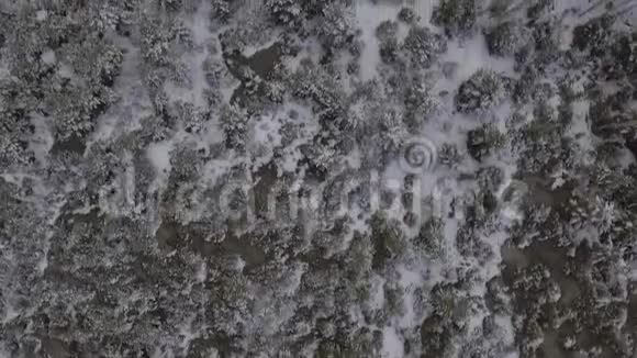 白雪丛林的最高景观视频的预览图
