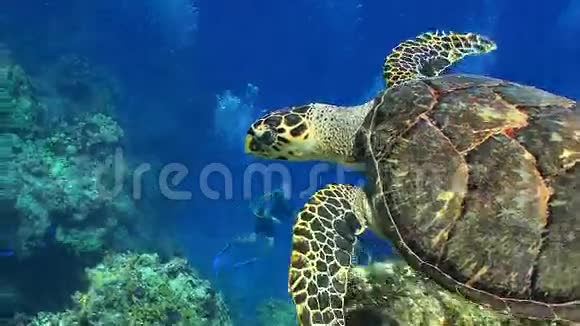 潜水员看大海龟游泳视频的预览图
