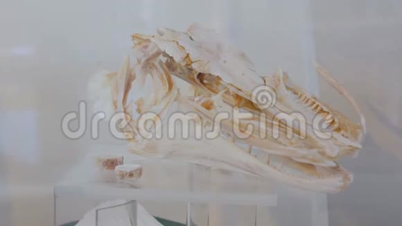 鱼的骨架视频的预览图