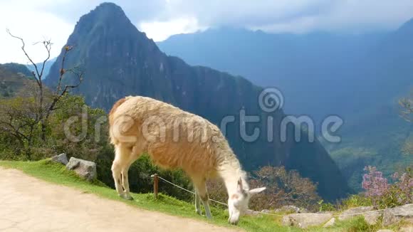 秘鲁马丘比丘之路上的拉马视频的预览图