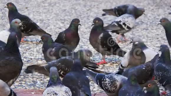 自然中的鸽子视频视频的预览图