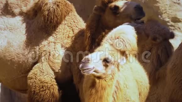 嚼骆驼一家视频的预览图