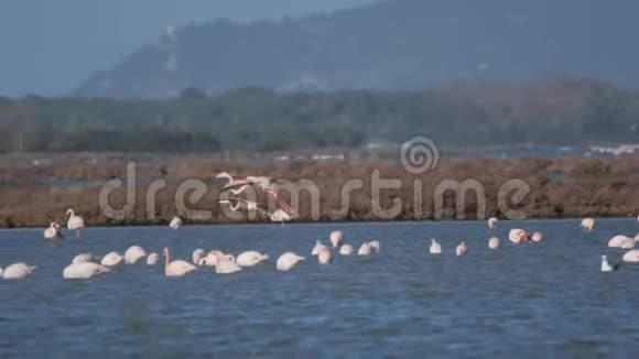 火烈鸟到达湖边视频的预览图