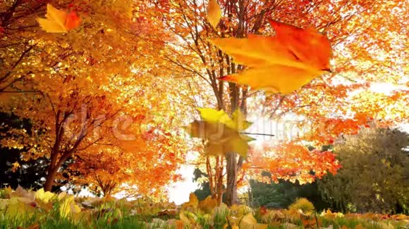 枫叶在秋日落下视频的预览图
