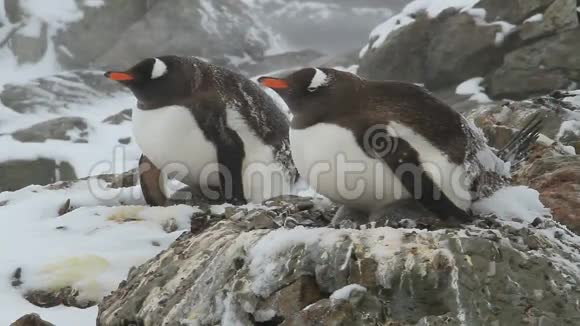 在暴风雪中两只雌昆都企鹅坐在巢里视频的预览图