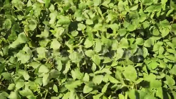 青熟大豆田农业景观视频的预览图