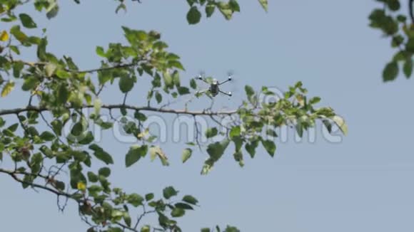 无人机在树枝上飞行视频的预览图