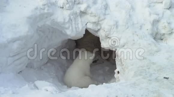 白熊幼崽坐在她的母熊附近的雪坑里视频的预览图