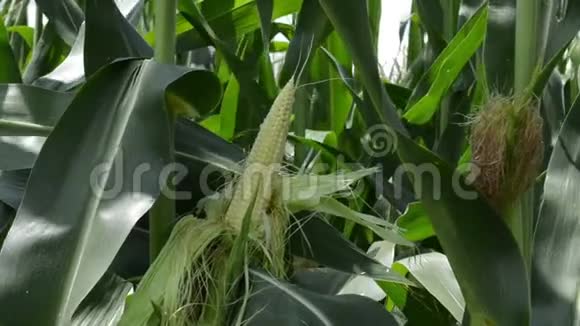 玉米的种植视频的预览图