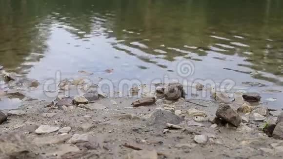池塘边上的石头视频的预览图