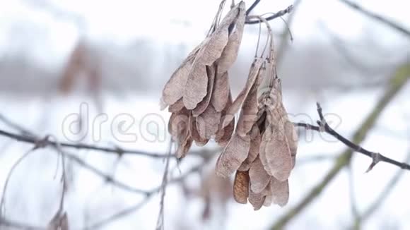 冬天的树籽视频的预览图