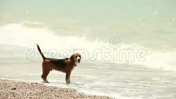 有趣的比格小狗想游泳但害怕海浪视频的预览图