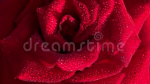 露珠里的红玫瑰视频的预览图