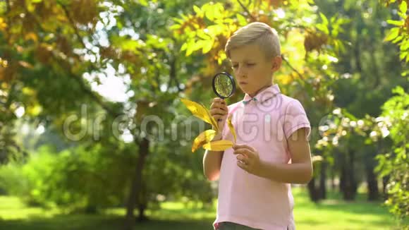 聪明的男孩通过放大镜观察树叶学习环境爱好视频的预览图