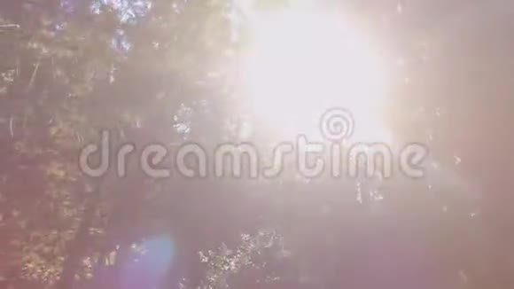 在树间晒太阳视频的预览图