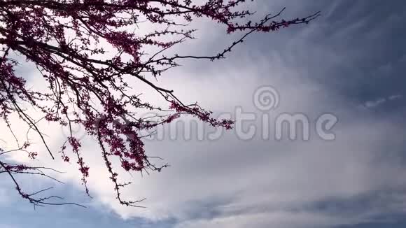春树开花视频的预览图