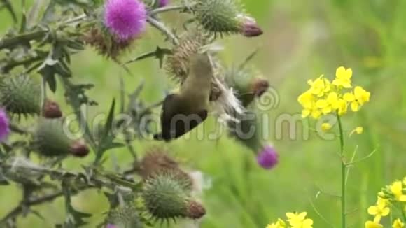 绿鸟从花中吃视频的预览图