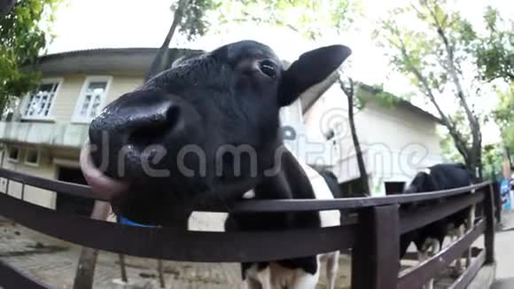 农场里的牛视频的预览图