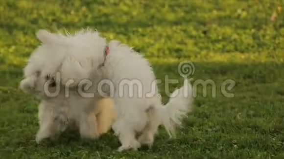 两只美丽的白狗在草地上玩耍毛茸茸的宠物在户外玩耍视频的预览图
