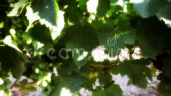 夏季葡萄园葡萄视频的预览图