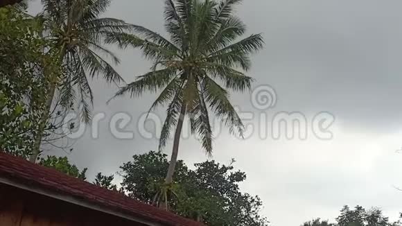 椰子树被风吹着视频的预览图