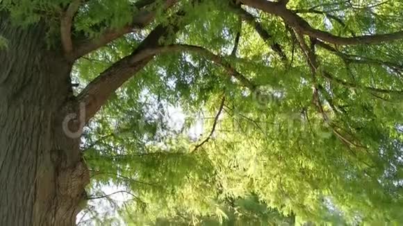 微风中的大树视频的预览图