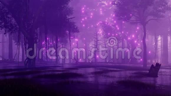 沼泽夜森林中的萤火虫灯视频的预览图