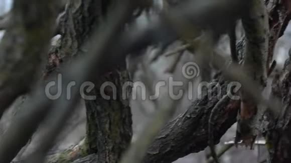 干枯的树枝视频的预览图