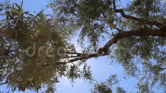 橄榄枝视频的预览图