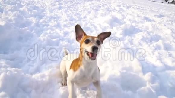 跳舞玩活跃的狗冬天的游戏新鲜的走在外面录像片段慢镜头视频的预览图