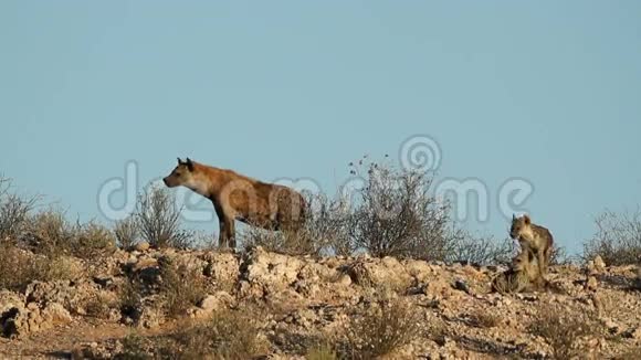 斑点鬣狗视频的预览图
