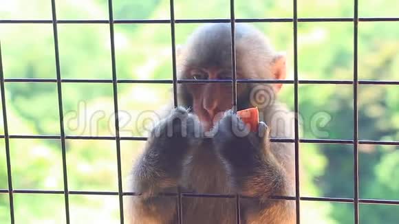 小猴子在篱笆上吃苹果视频的预览图