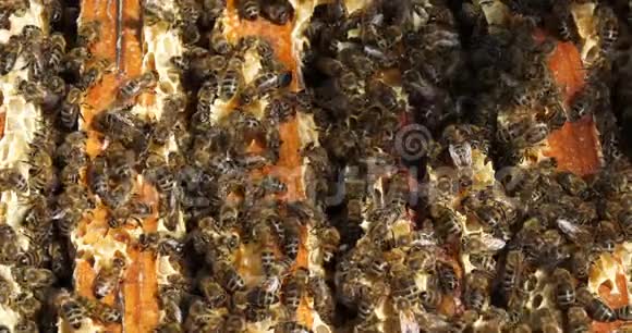 采蜜时的蜜蜂视频的预览图