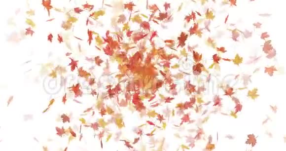 枫叶爆炸视频的预览图