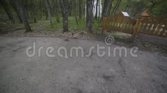 两只鸭子在公园里散步视频的预览图