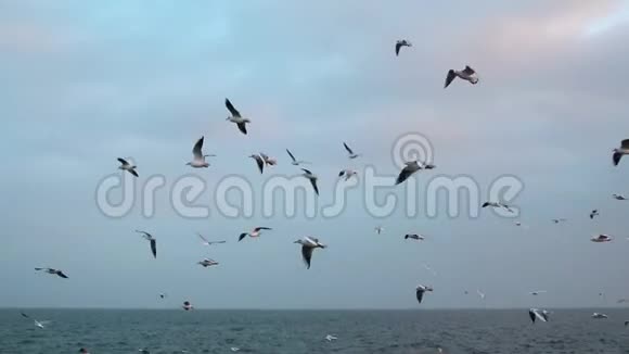 许多海鸥在海上飞翔视频的预览图