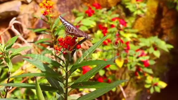 灌木丛上的大蝴蝶视频的预览图