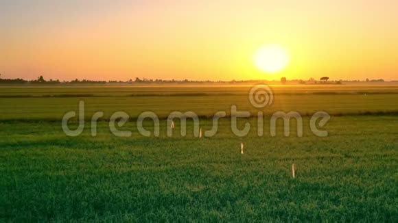 美丽的太阳升起在绿色的农田上视频的预览图