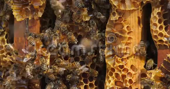采蜜时的蜜蜂视频的预览图